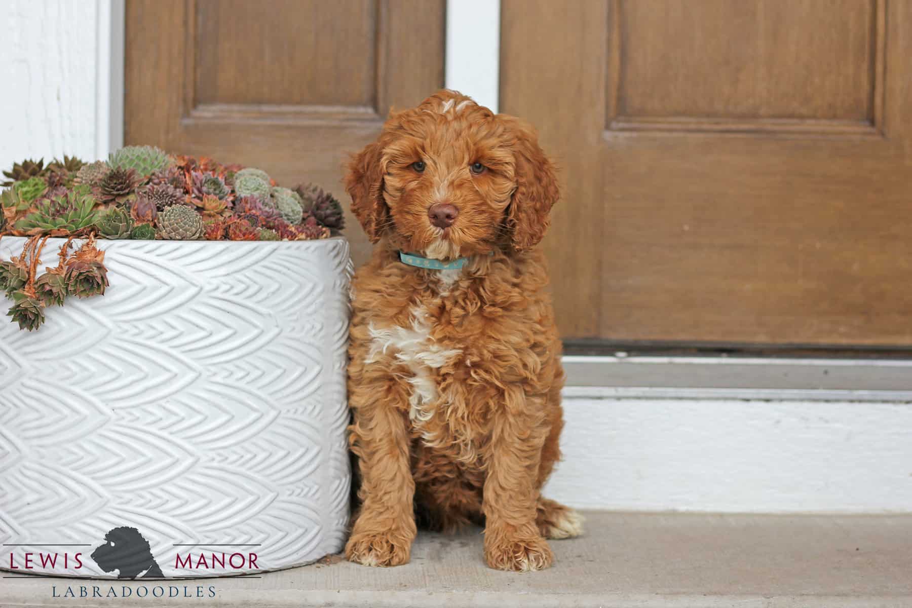 how do you potty train a labradoodle puppy