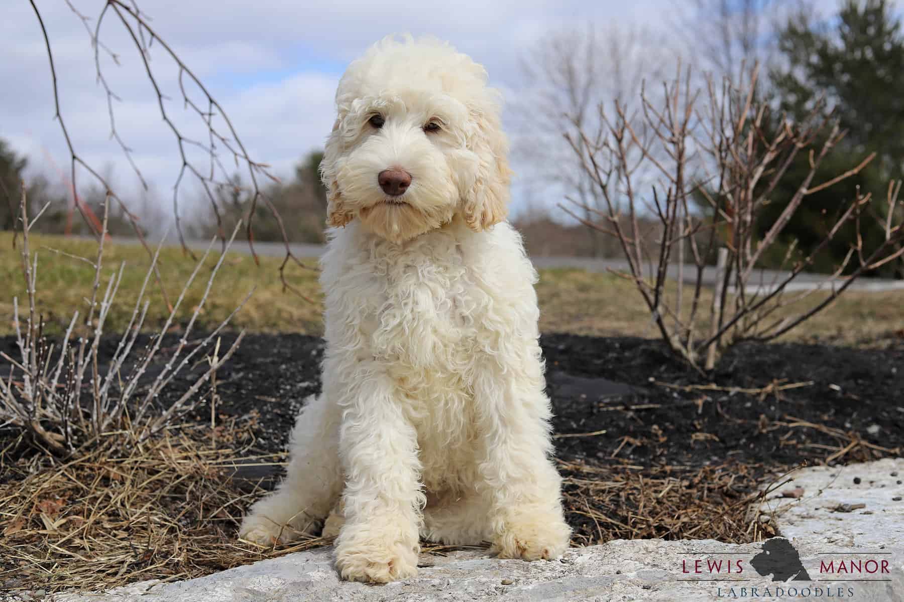 how do you potty train a labradoodle puppy